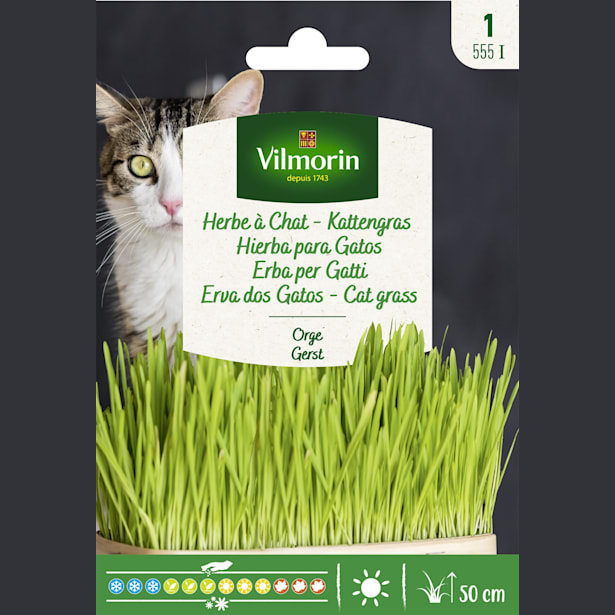 Semilla hierba para gatos