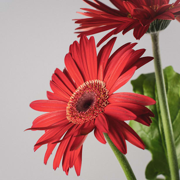 Gerbera en varios colores