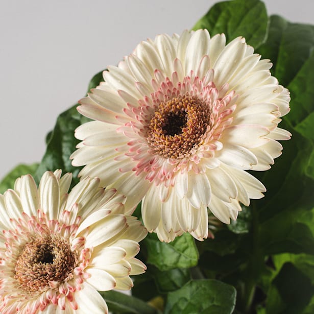 Gerbera en varios colores