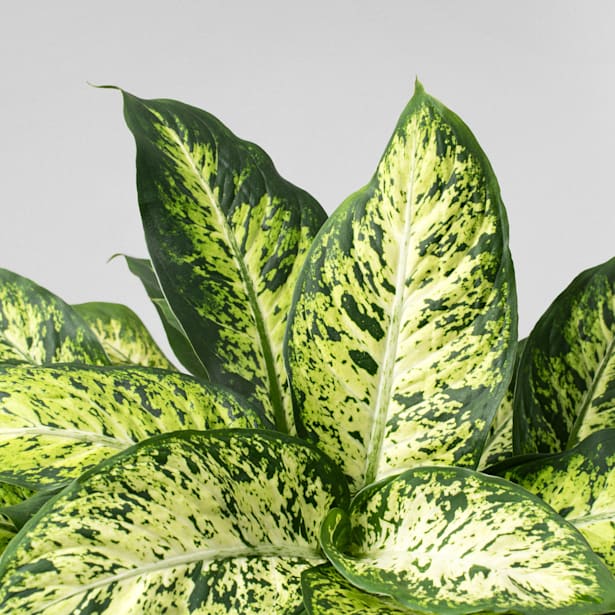 Dieffenbachia 'Compacta'