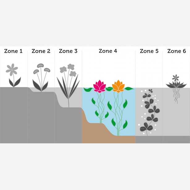 Nenúfar Nymphaea alba gladstonia - Planta aguas profundas de estanque