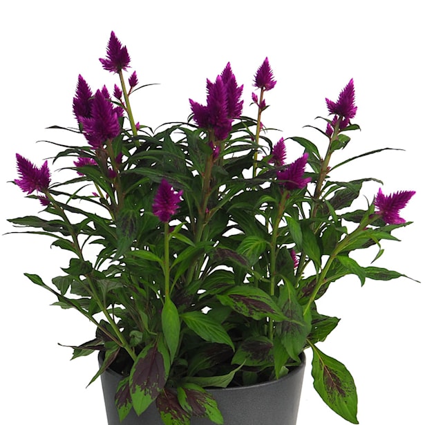 Celosia argentea var. Plumosa 'Caracas'