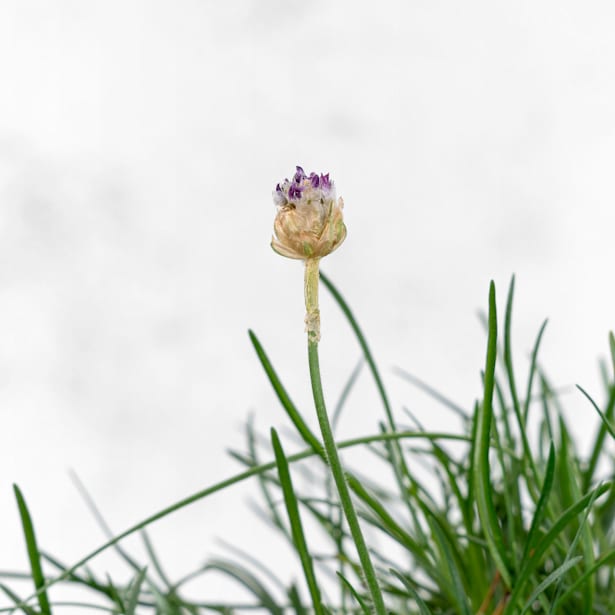 Armeria maritima (Clavelina del mar)