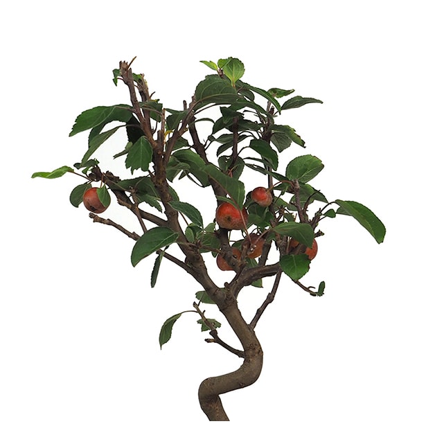 Bonsai Manzano (Malus)