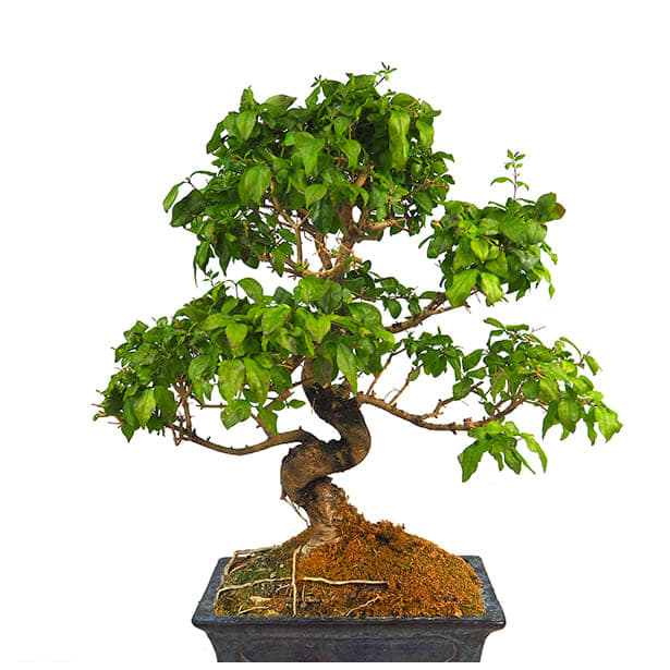 Bonsai Ligustro japonés (Ligustrum)