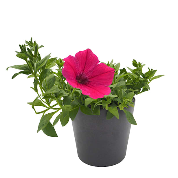 Surfinia (Petunia colgante)