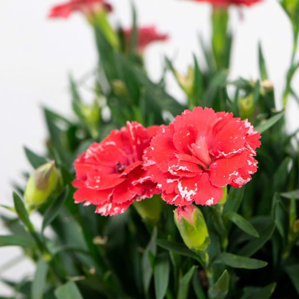 Clavel (dianthus caryophyllus)