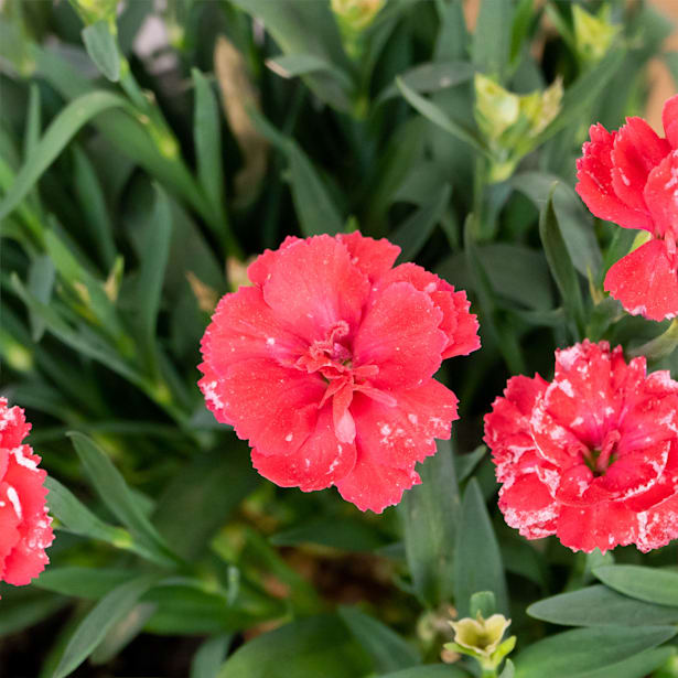 Clavel (dianthus caryophyllus)