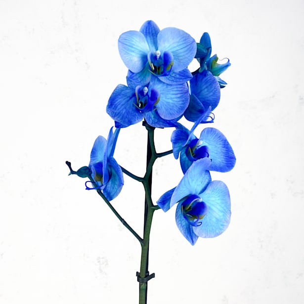 Orquídea Premium Phalaenopsis 'Royal Blue'