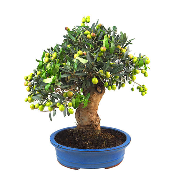 Bonsai Olivo (Olea europaea)