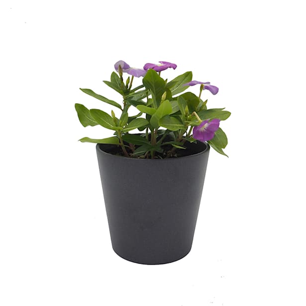 Vinca (catharanthus roseus)