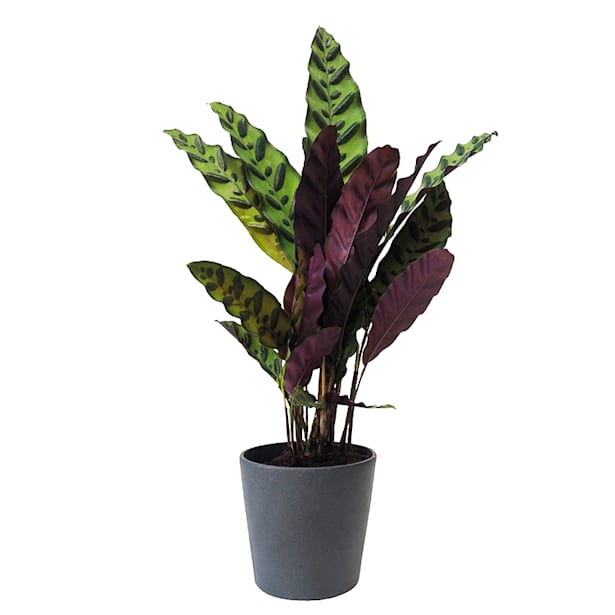 Calathea (especies variadas)