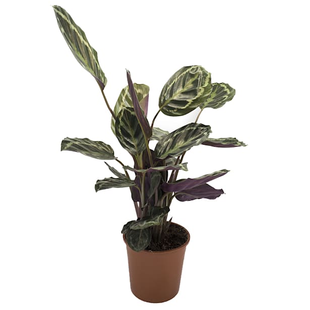 Calathea (especies variadas)