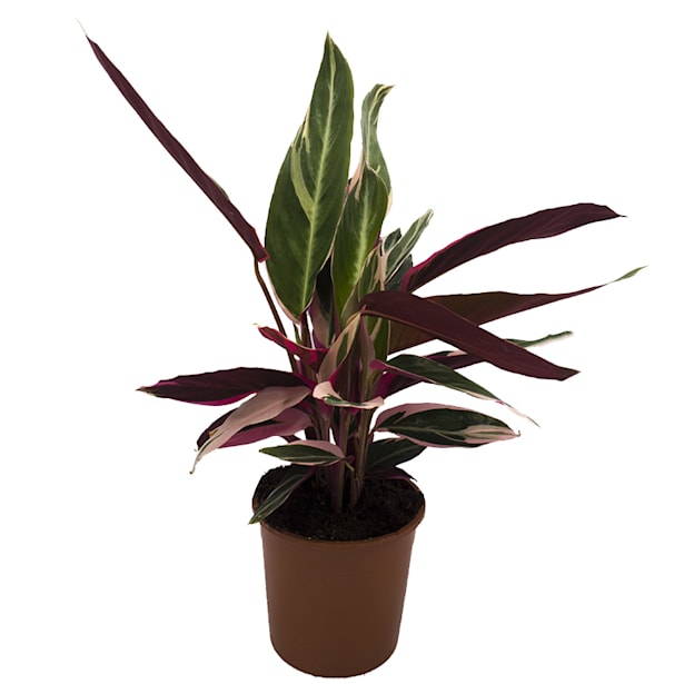 Calathea (especies variadas)