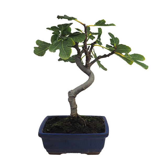 Bonsai Higuera (Ficus carica)