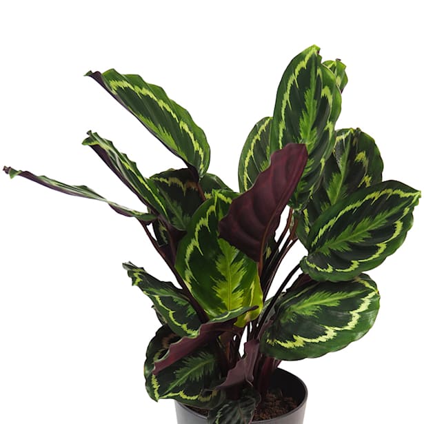 Calathea roseopicta 'Medallion'