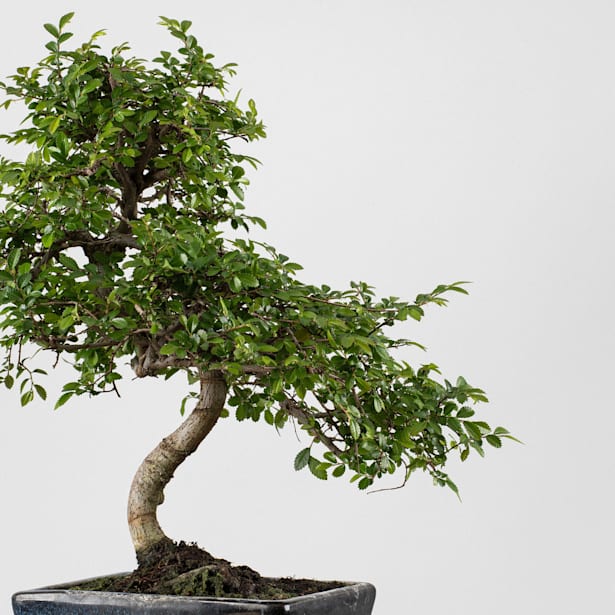 Bonsai Zelkova (Olmo chino parvifolia)