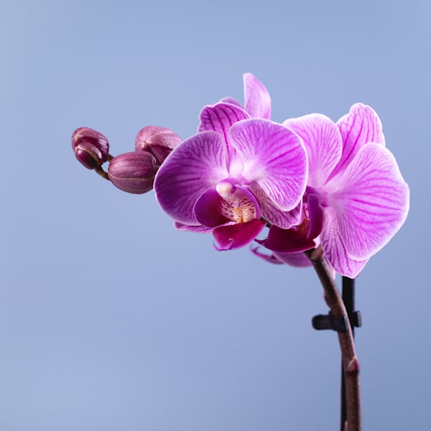 Orquídea Phalaenopsis Mini (varios colores)