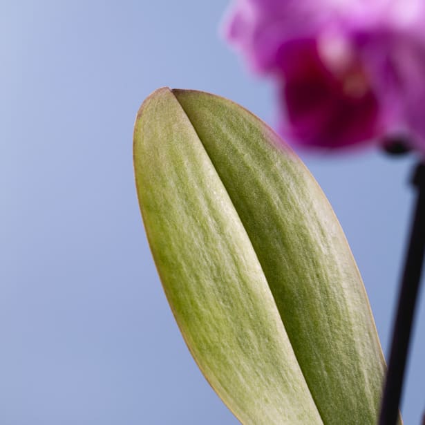 Orquídea Phalaenopsis Mini (varios colores)