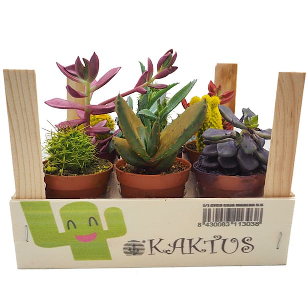 Cactus variados color caja de madera