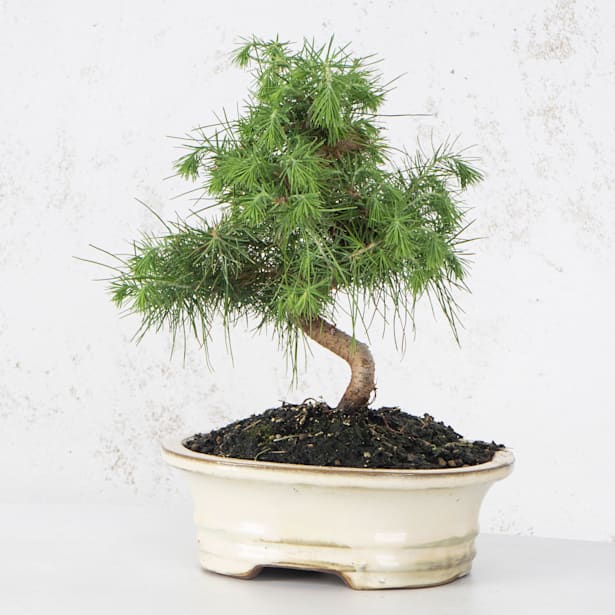 Bonsai Pino carrasco (Pinus halepensis)