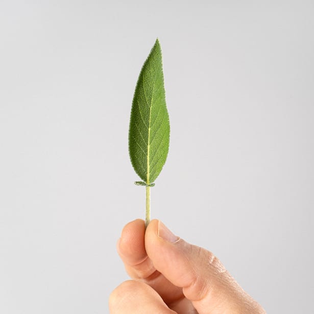 Salvia Officinalis - Planta aromática