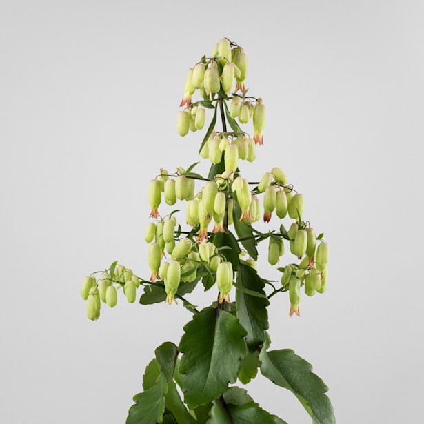 Kalanchoe 'Magic Bells'