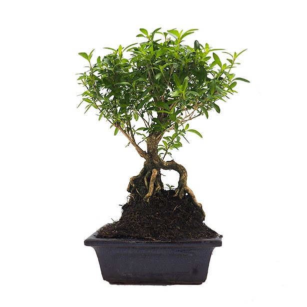 Bonsai Rosa de nieve (Serissa japonica)