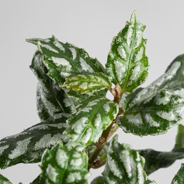 Pilea cadierei