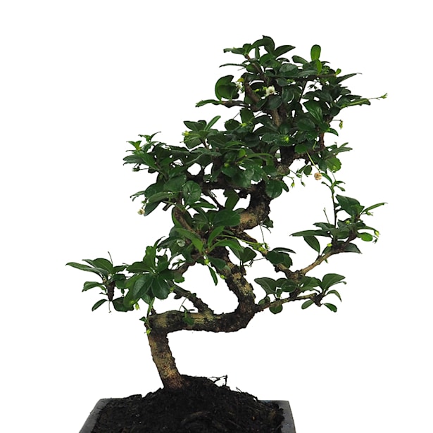 Bonsai Carmona (Ehretia microphylla)