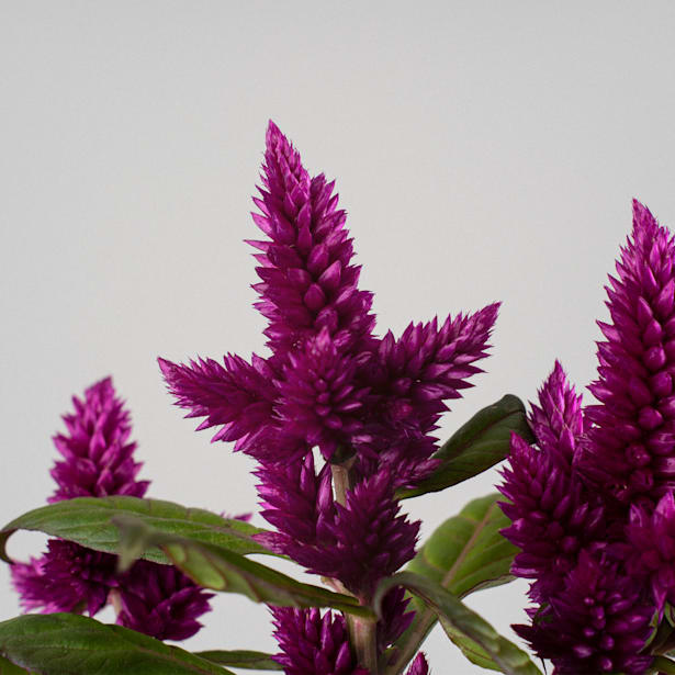 Celosia argentea var. Plumosa 'Caracas'