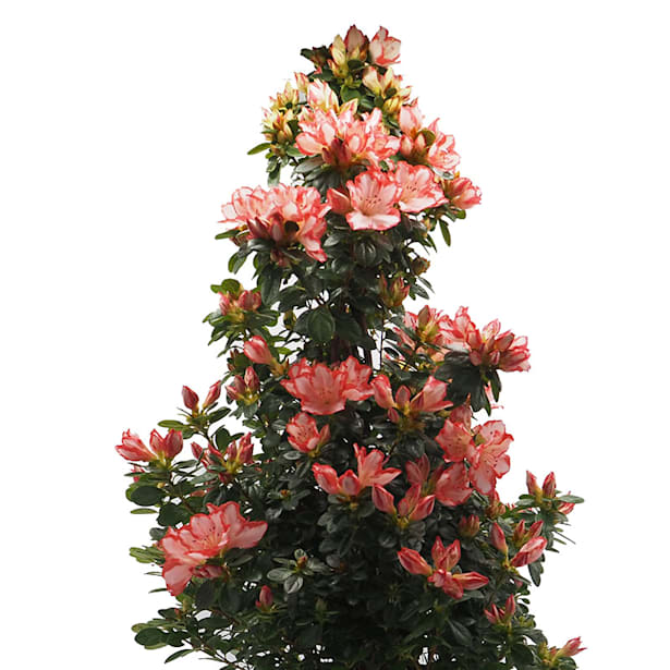 Azalea piramide (variada)