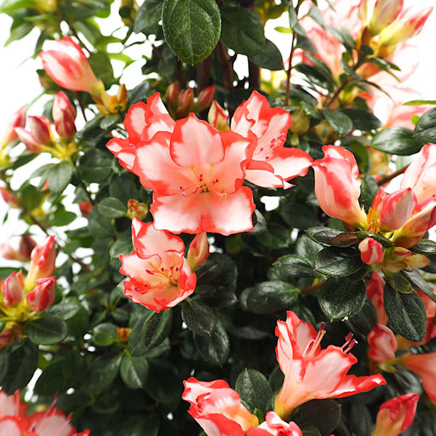 Azalea piramide (variada)