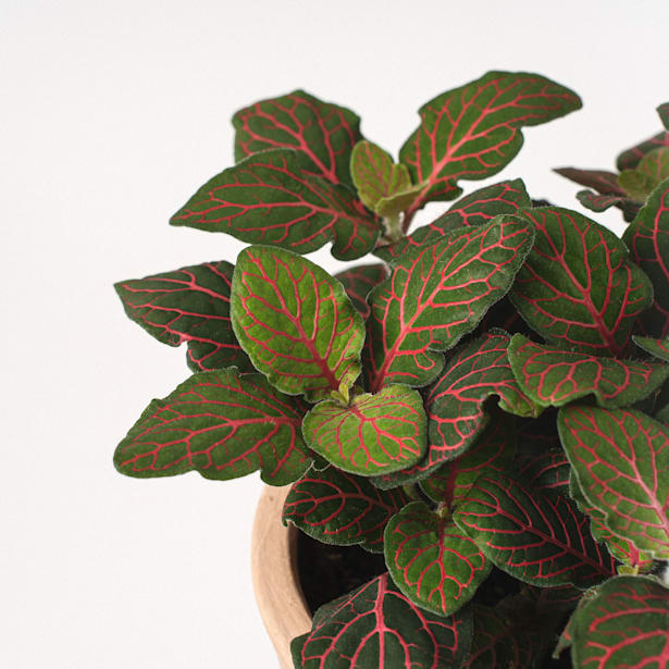 Fittonia