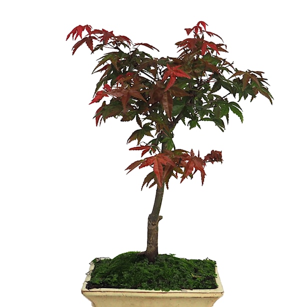 Bonsai Arce japonés palmeado (Acer palmatum 'Shin-deshojo')