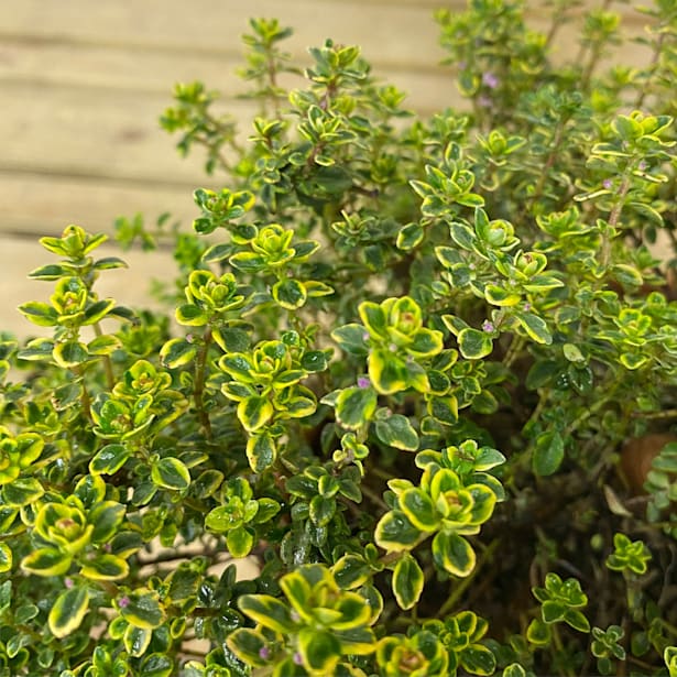 Tomillo limón (thymus × citriodorus) - Planta aromática