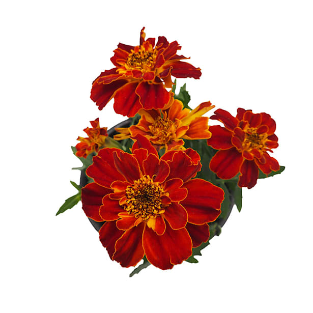 Tagetes patula (Clavel de moro)