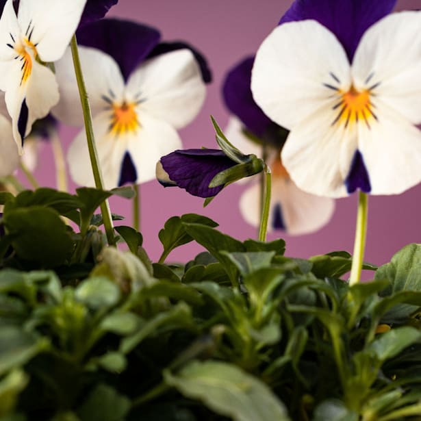 Pensamiento mini (viola cornuta) en bandeja