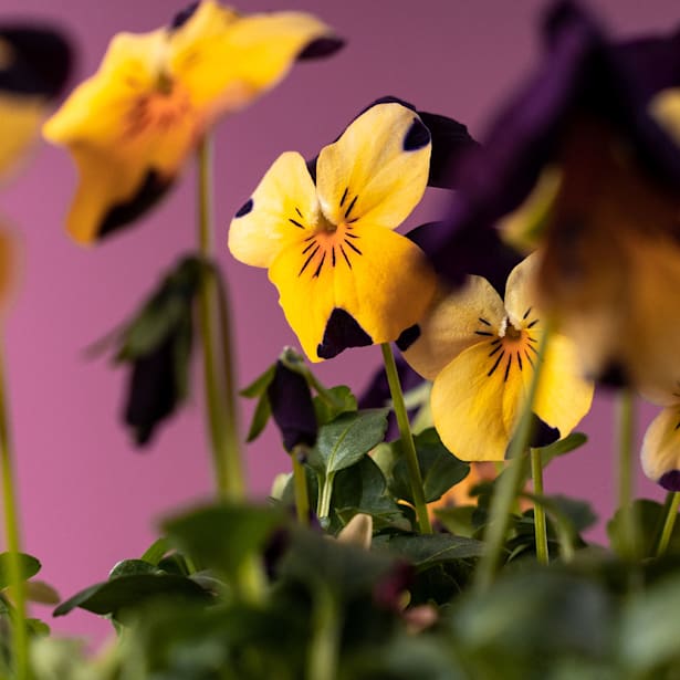 Pensamiento mini (viola cornuta) en bandeja