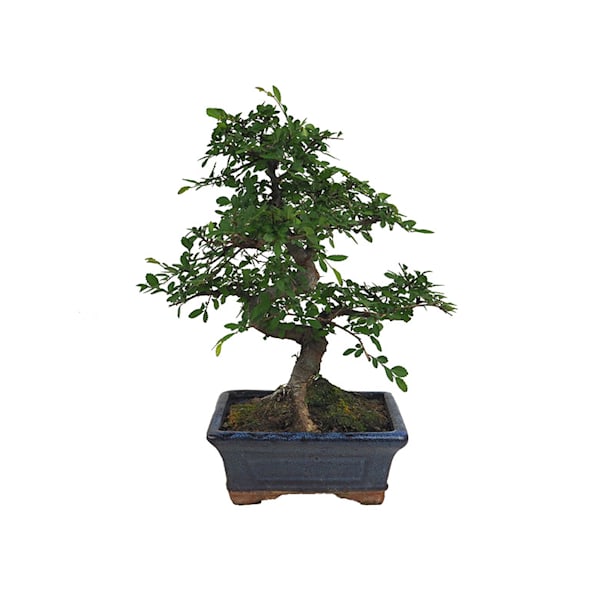 Bonsai Zelkova (Olmo chino parvifolia)