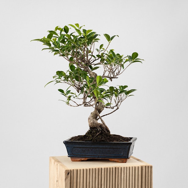 Bonsai Higuera de la India (Ficus retusa)