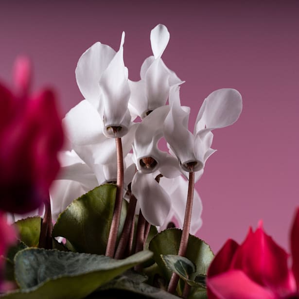 Cyclamen pack de 6 (varios colores)