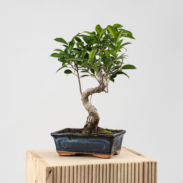 Bonsai Higuera de la India (Ficus retusa)