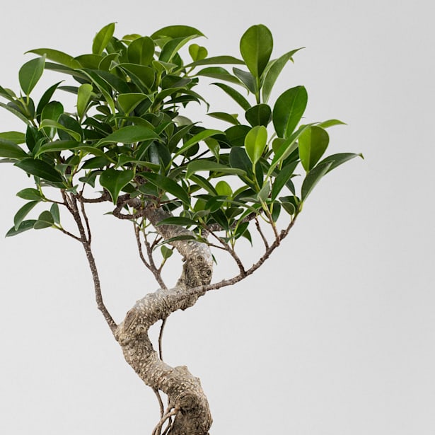 Bonsai Higuera de la India (Ficus retusa)