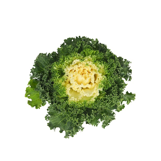 Brassica mix