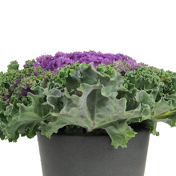 Brassica mix