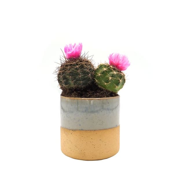 Cactus flor (variado)