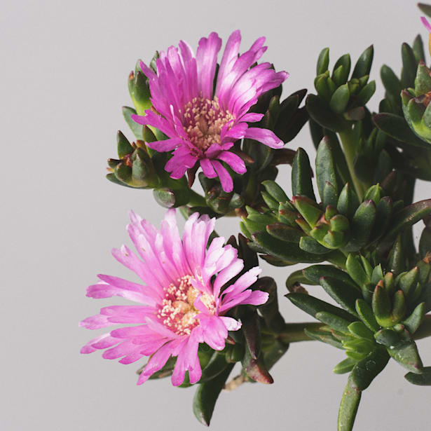 Lampranthus auranticus