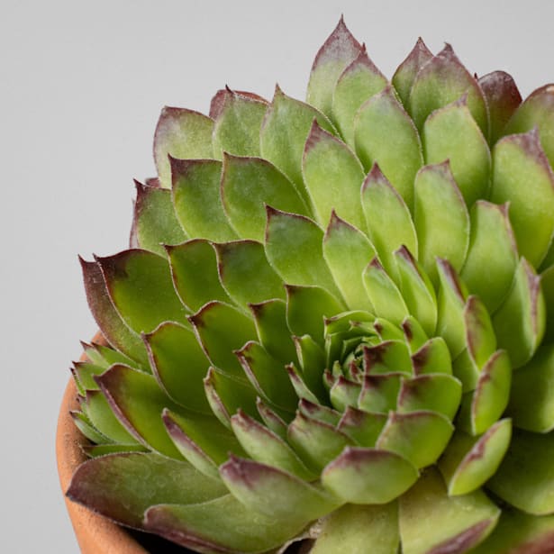 Sempervivum