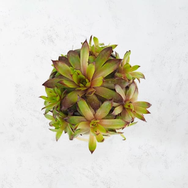 Sempervivum